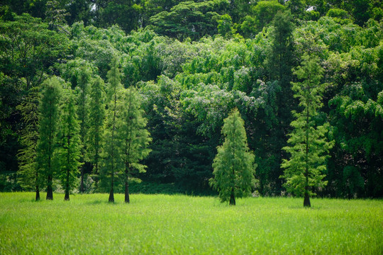 阳光树林