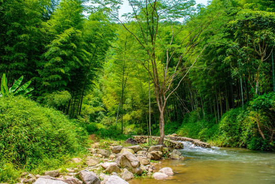 阳光竹林小溪