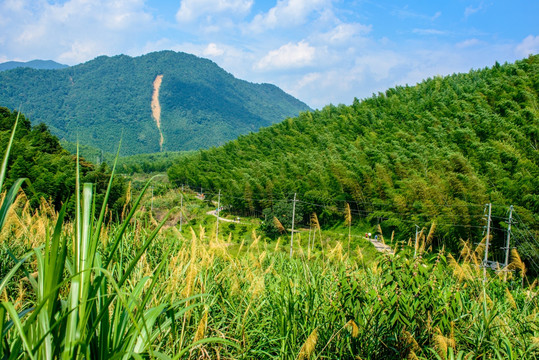 阳光竹林远山