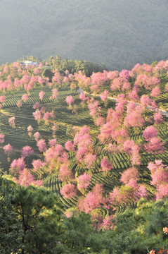 南涧 樱花谷