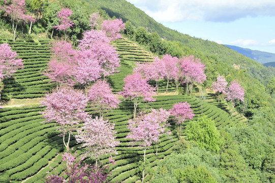 南涧 樱花谷