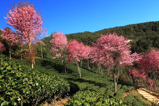 南涧 樱花谷