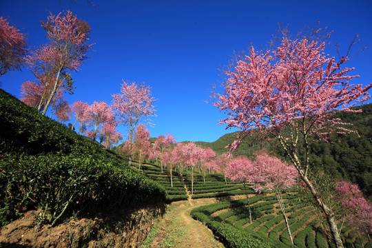 南涧 樱花谷