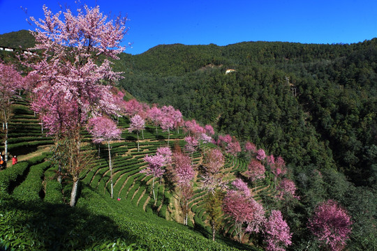 南涧 樱花谷