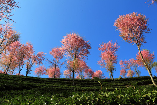 南涧 樱花谷