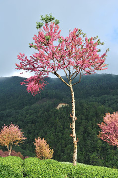 南涧 樱花谷