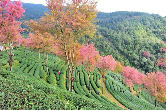 南涧 樱花谷