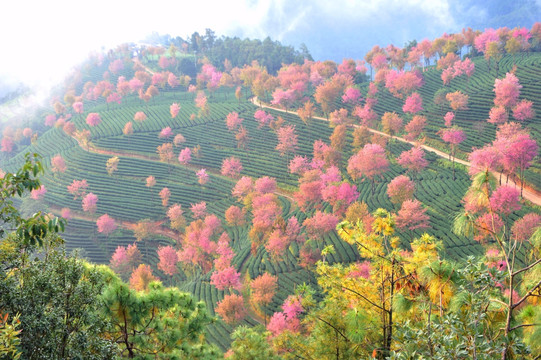 南涧 樱花谷