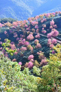 南涧 樱花谷