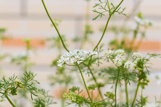 茴香开花