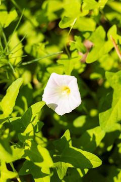 小牵牛花