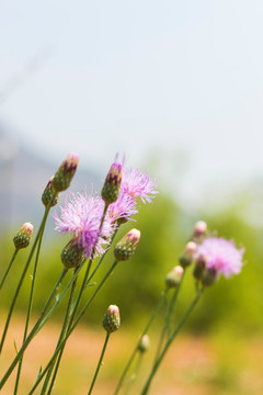 紫花藿香蓟