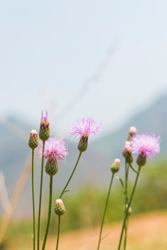 紫花藿香蓟