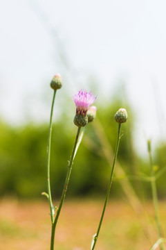 紫花藿香蓟