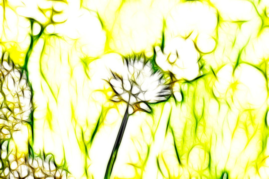大蔥開花