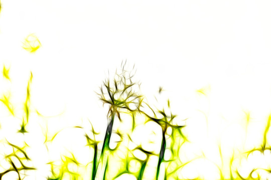 大蔥開花
