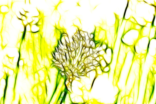 大蔥開花