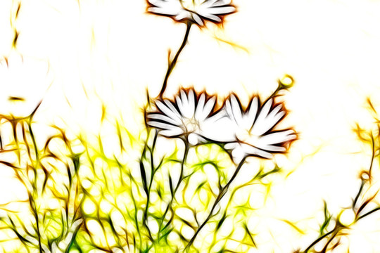 菊花叢