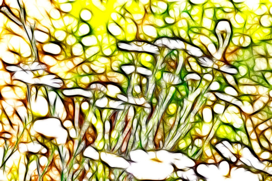 菊花叢