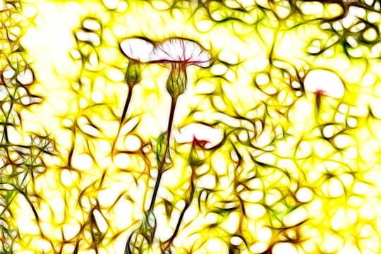 紫花藿香薊