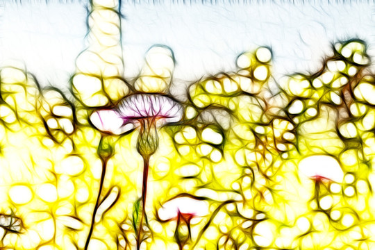 紫花藿香薊