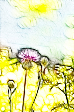 紫花藿香薊