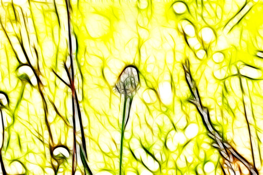 紫花藿香薊
