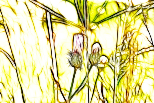 紫花藿香薊