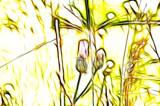 紫花藿香薊