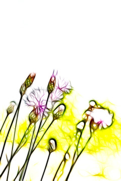 紫花藿香薊
