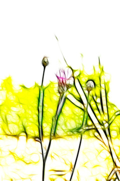 紫花藿香薊