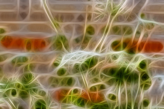 茴香開花