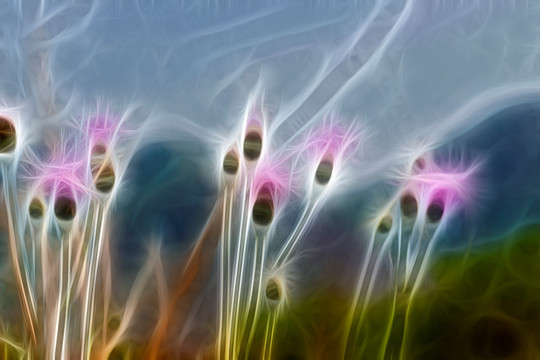 紫花藿香薊