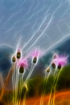 紫花藿香薊