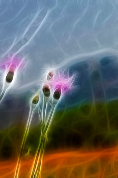 紫花藿香薊