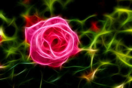 月季花