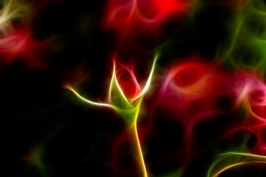 月季花