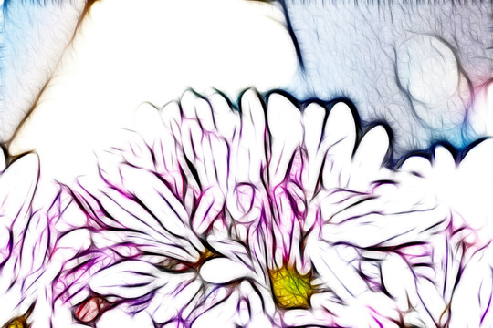 粉菊花