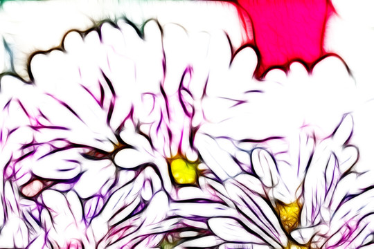 粉菊花