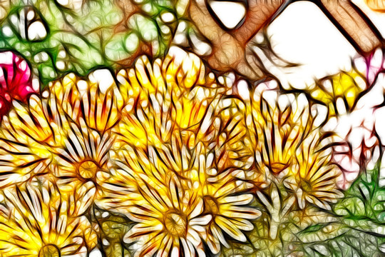 黃菊花