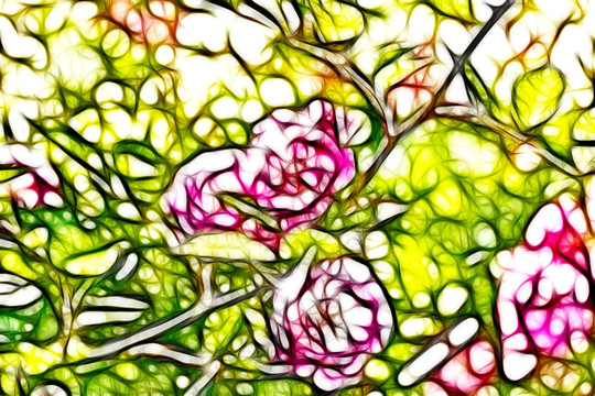 小月季花