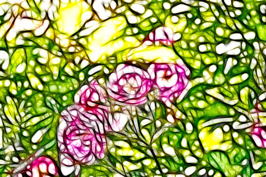 小月季花