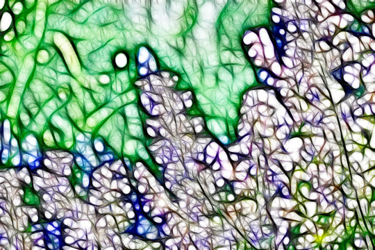 薰衣草