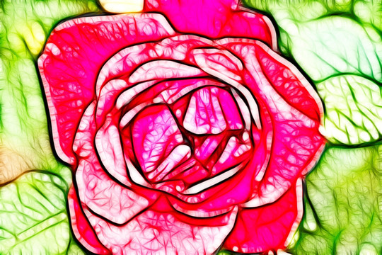 月季花