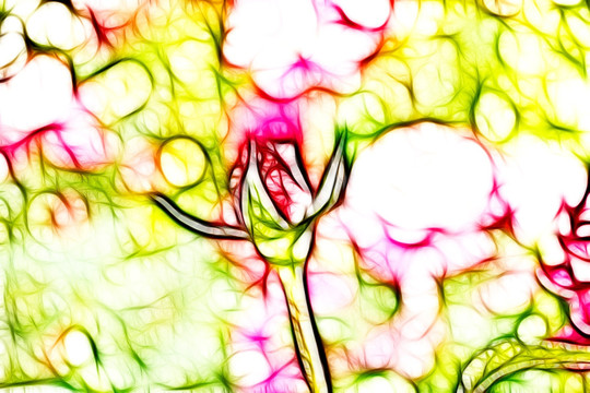 月季花