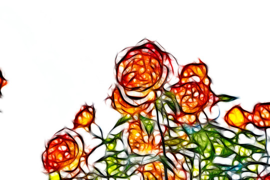 月季花