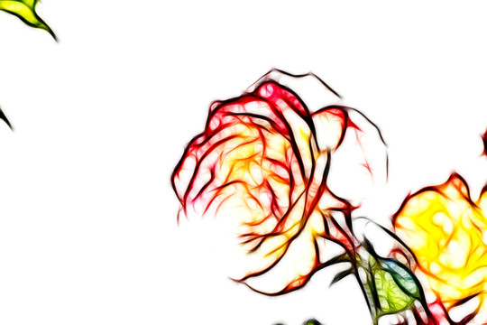 月季花