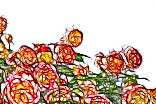月季花
