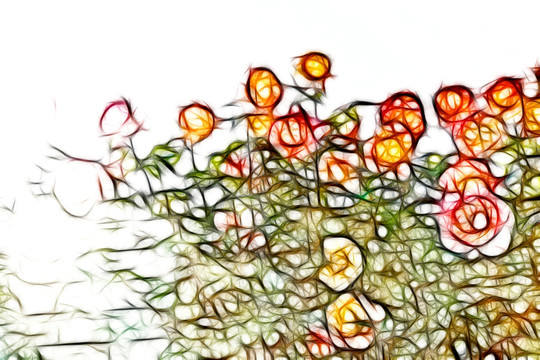 月季花