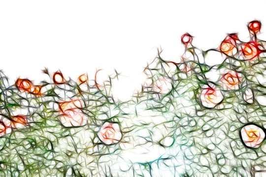 月季花
